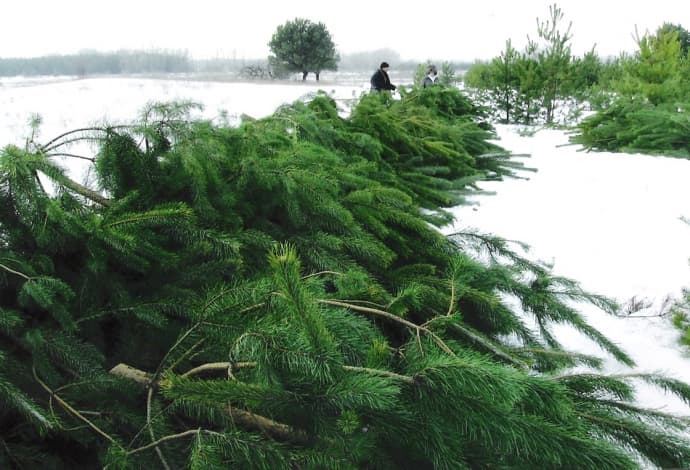 У Львові визначили місця, де продаватимуть ялинки. Перелік