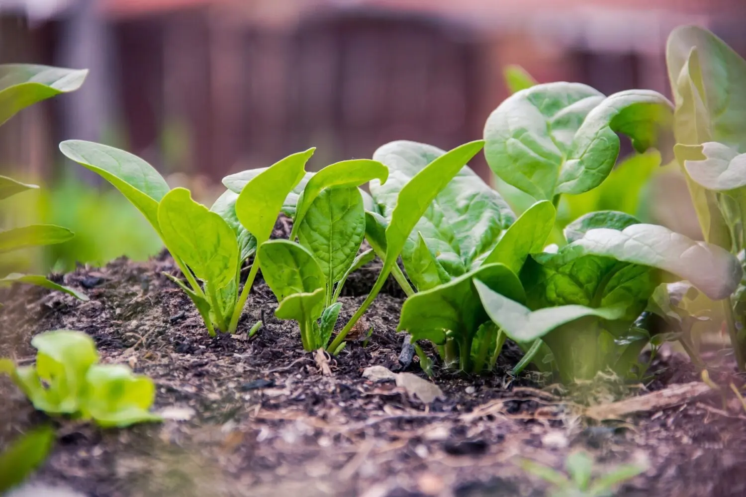 Шпинат / Фото з відкритих джерел