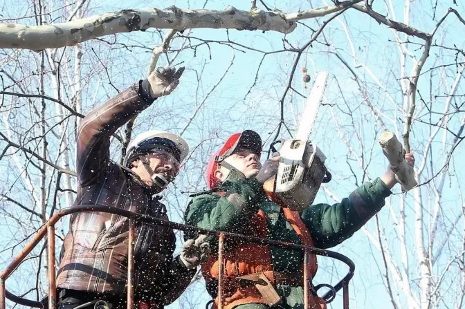 Де у Львові цього тижня зрізатимуть дерева: перелік адрес