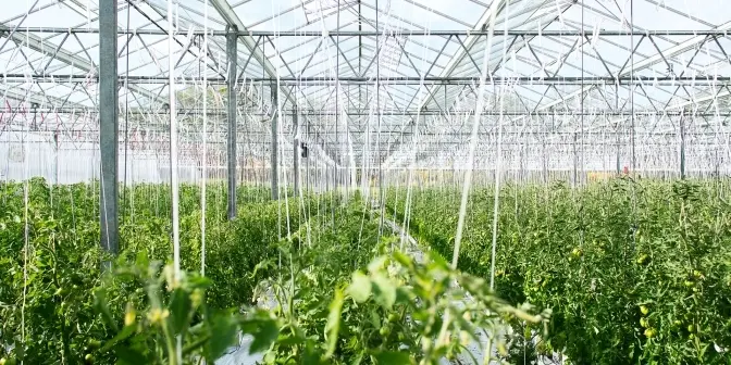 В теплиці за 68 млн євро на Львівщині будуть вирощувати овочі
