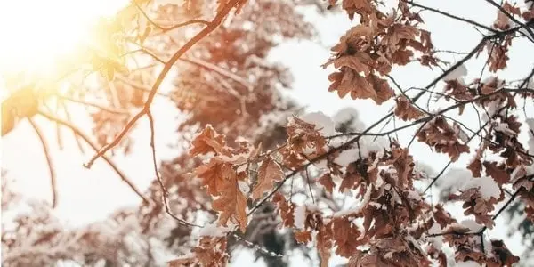 Фото уиовне/NV