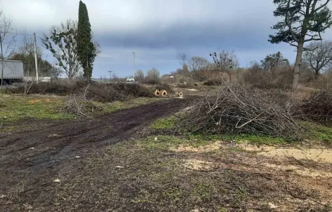 Понад 110 дерев незаконно зрізали на Львівщині