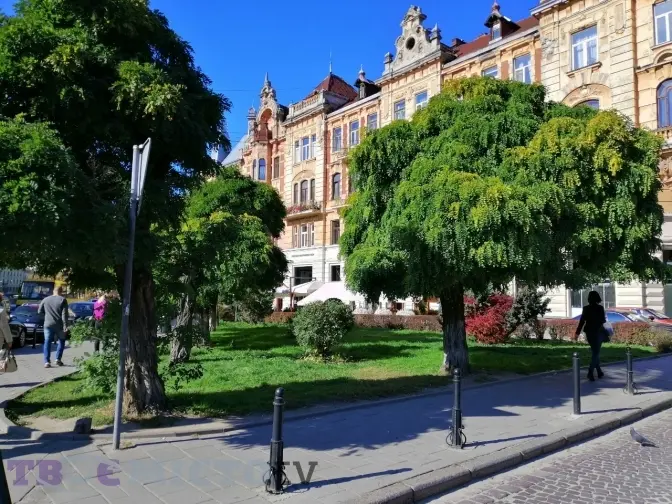 В УГКЦ закликають не обрізати дерева
