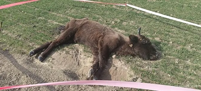 На Львівщині виявили тяжко хвору самицю зубра