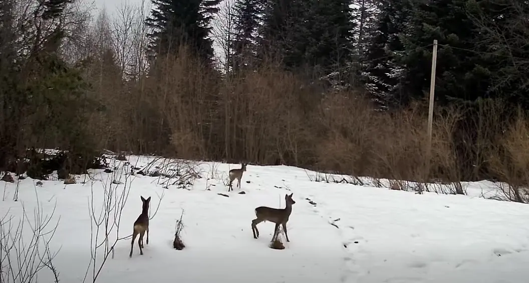 Скриншот з відео прикордонників