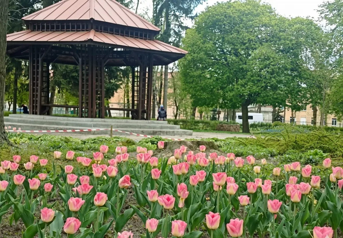 Левандівський парк зацвів тюльпанами / фото ЛМР.