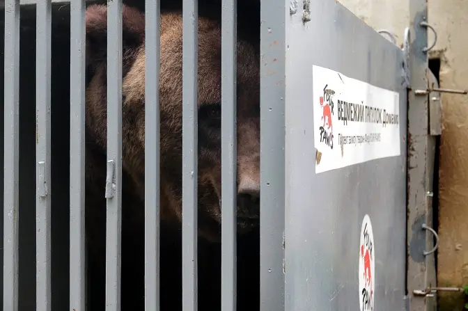 фото: ведмежий притулок домажир