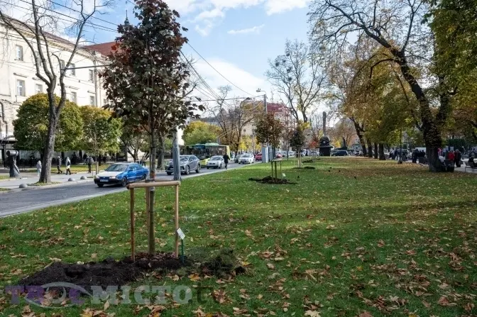 Сьогодні в центрі Львова зріжуть кілька дерев. Яка причина