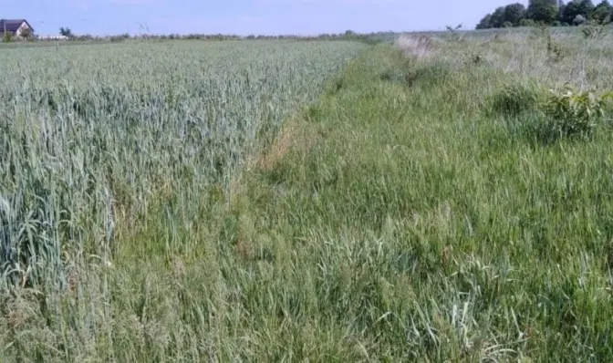 У Львівській громаді на аукціоні продадуть три земельні ділянки