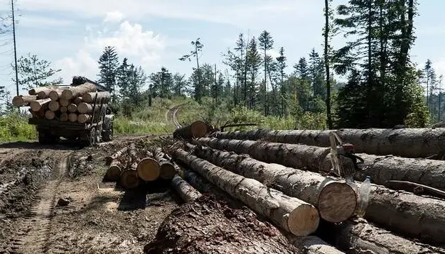 На Львівщині судитимуть чоловіка за незаконну порубку понад 50 дерев