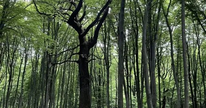 Парк Погулянка/ Фото: управління екологї Львова
