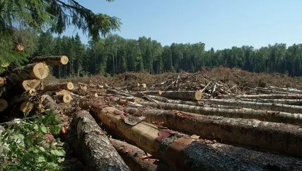 3 млн грн шкоди. Під Львовом незаконно вирубали ліс