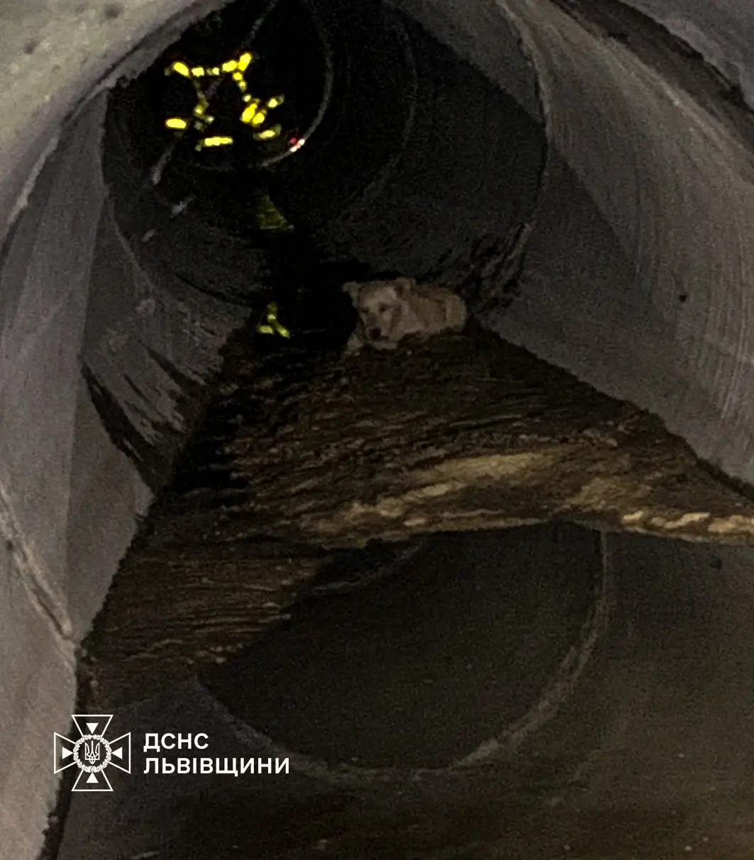 фото: дснс