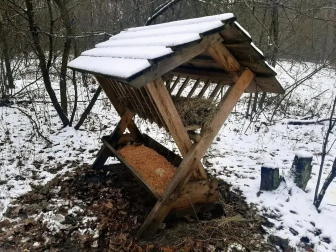 У лісах Києва облаштували 45 годівниць для диких тварин