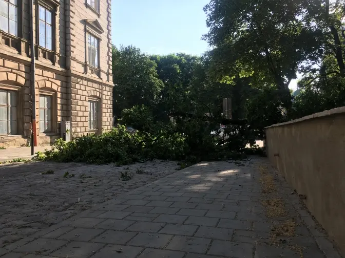 У Львові на хлопчика впала частина дерева. Дитина у реанімації