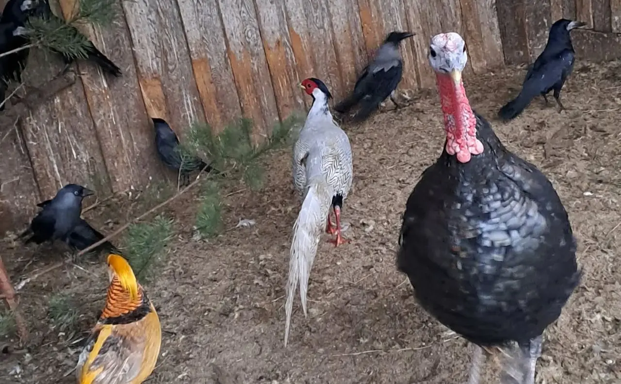Russians hit a bird rehabilitation center in Kyiv region: animals died