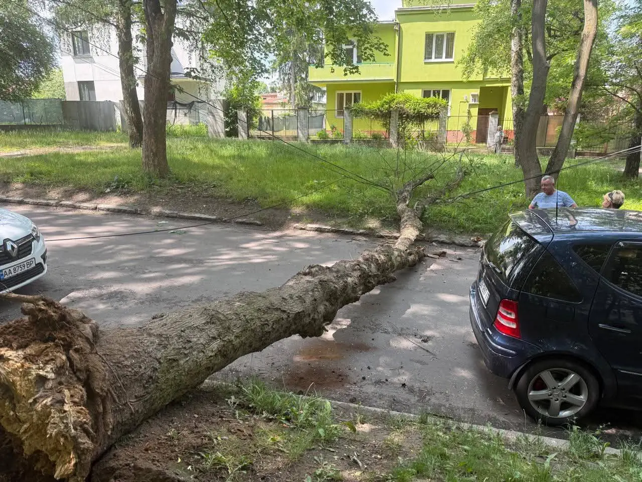 На вул. Тернопільській у Львові впало дерево/Фото: ЛМР