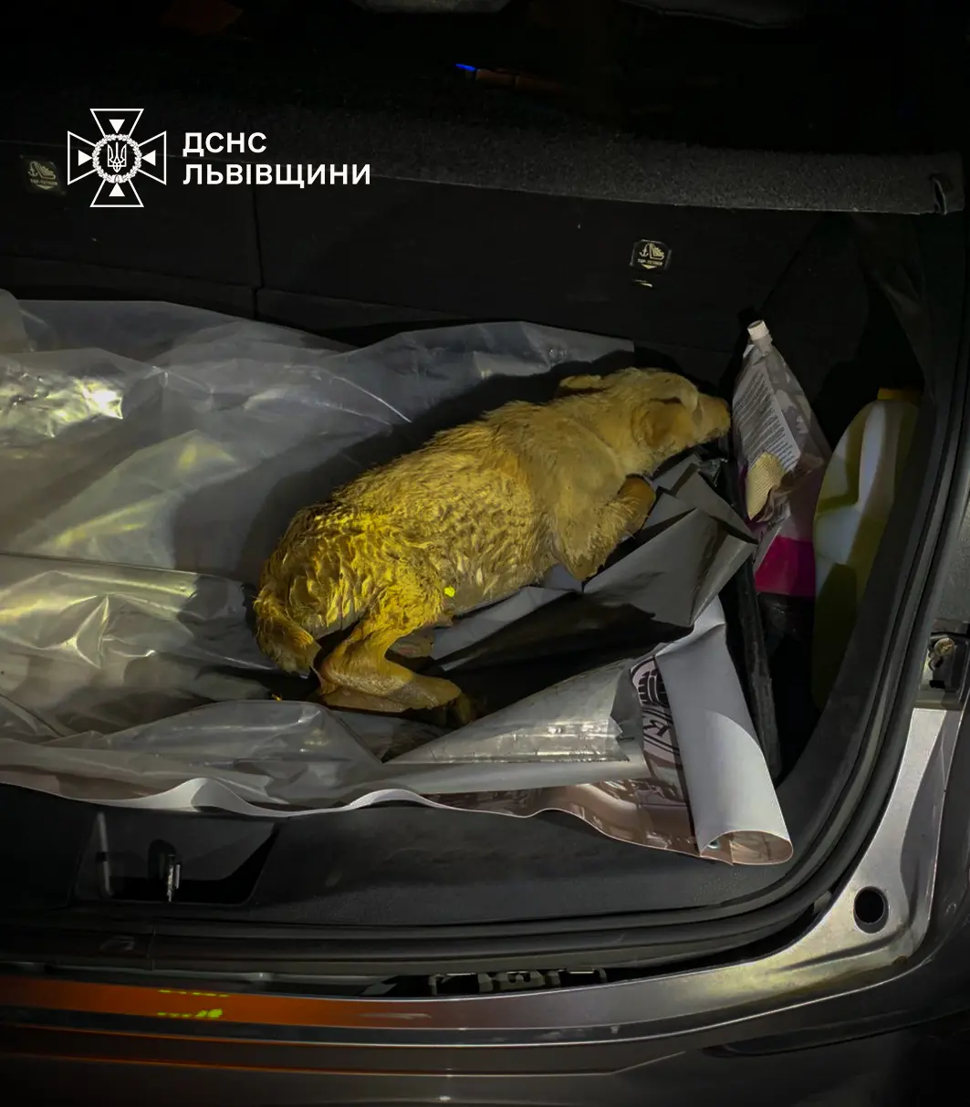 фото: дснс