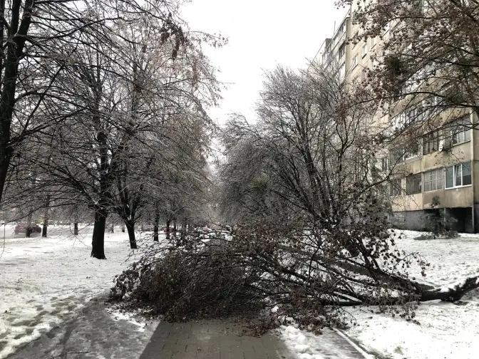 Що робити і куди звертатися, якщо впало дерево
