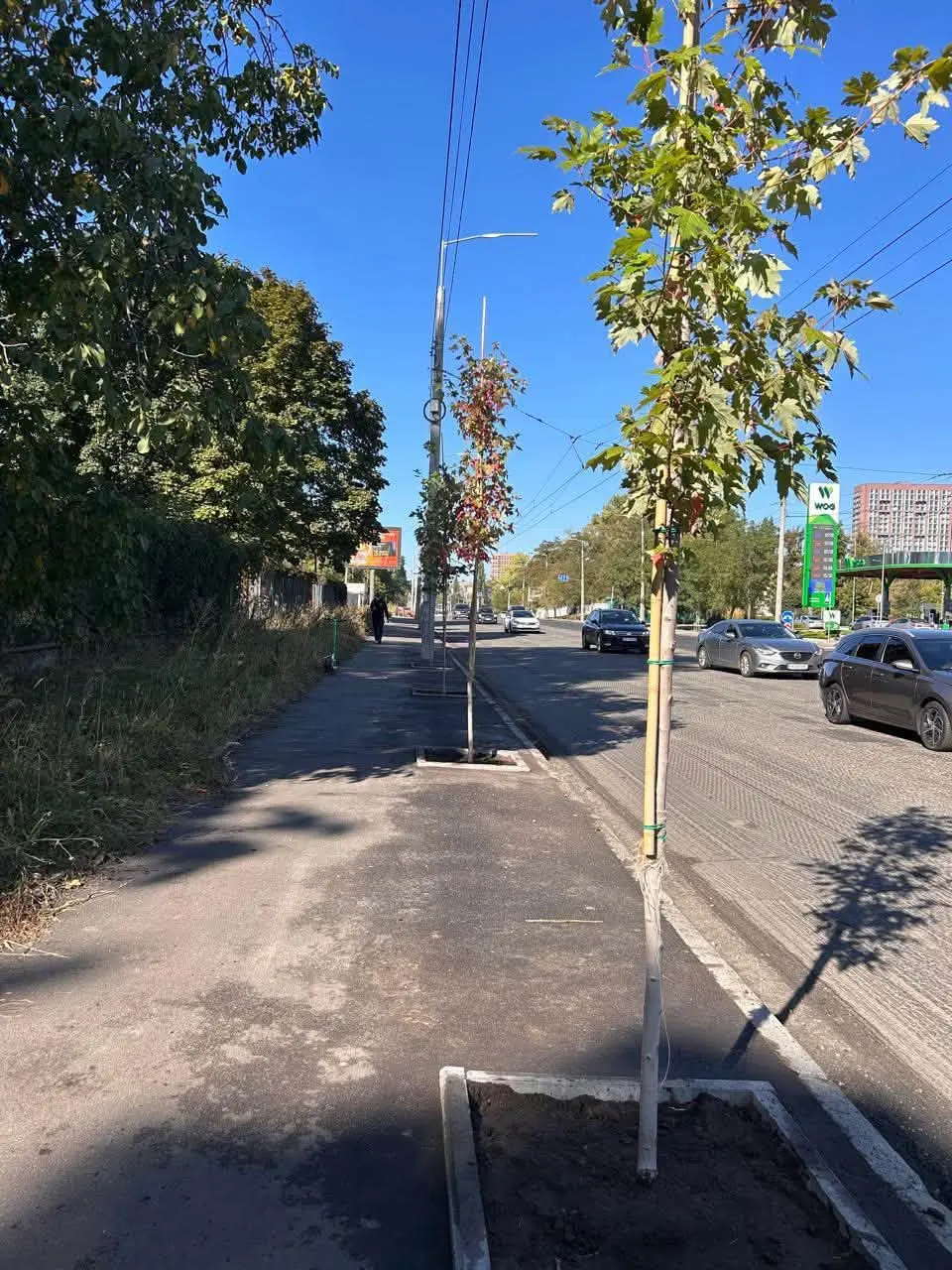 Фото: Київзеленбуд