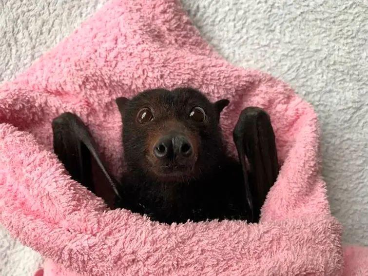 Фото: Bats Qld