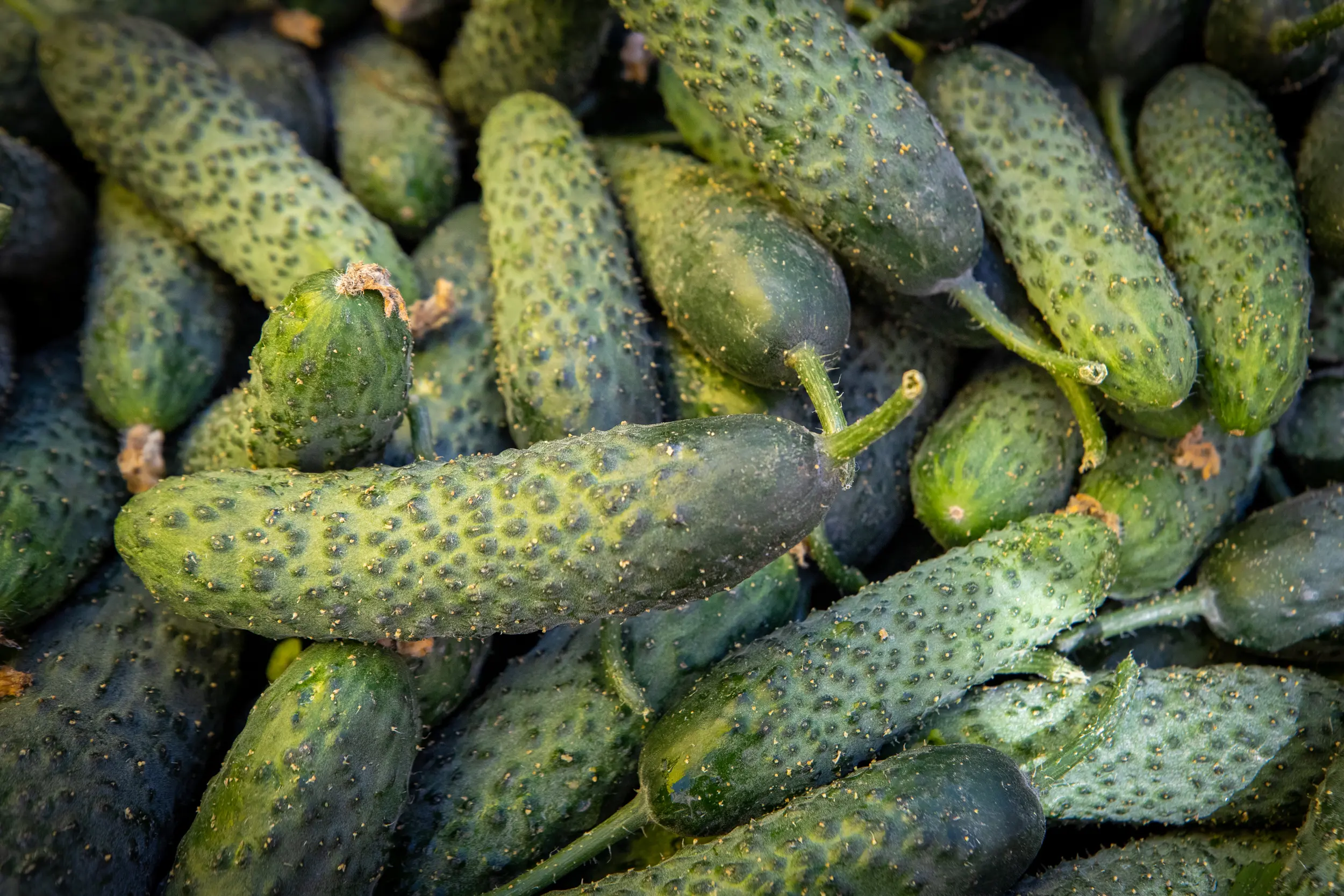 Сезонні ярмарки пройдуть у Києві цього тижня: де купити продукти з 15 до 20 вересня