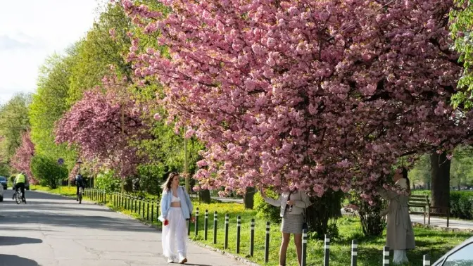 Зі Львова до Ужгорода на сакури. Як доїхати та локації