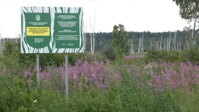 У Львові відновлюють унікальне «Торфовище Білогорща»: чому заказник важливий для міста (відео)