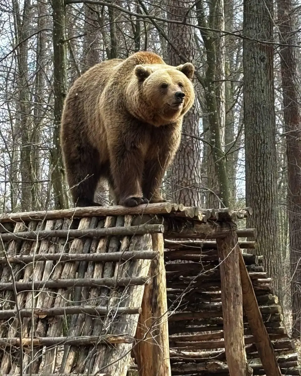 Ведмеді у притулку в Домажирі раді відвідувачам / фото притулку