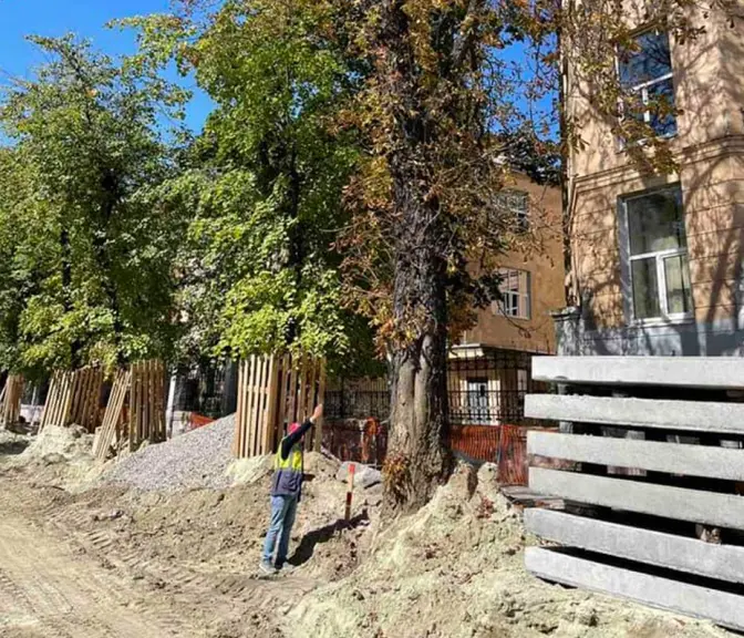 У Львові на вулиці Бандери завтра зріжуть два дерева