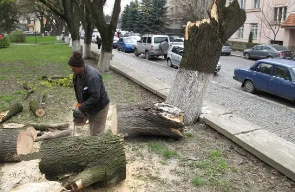 У Львові обрізають дерева: водіїв і перехожих просять бути обережними