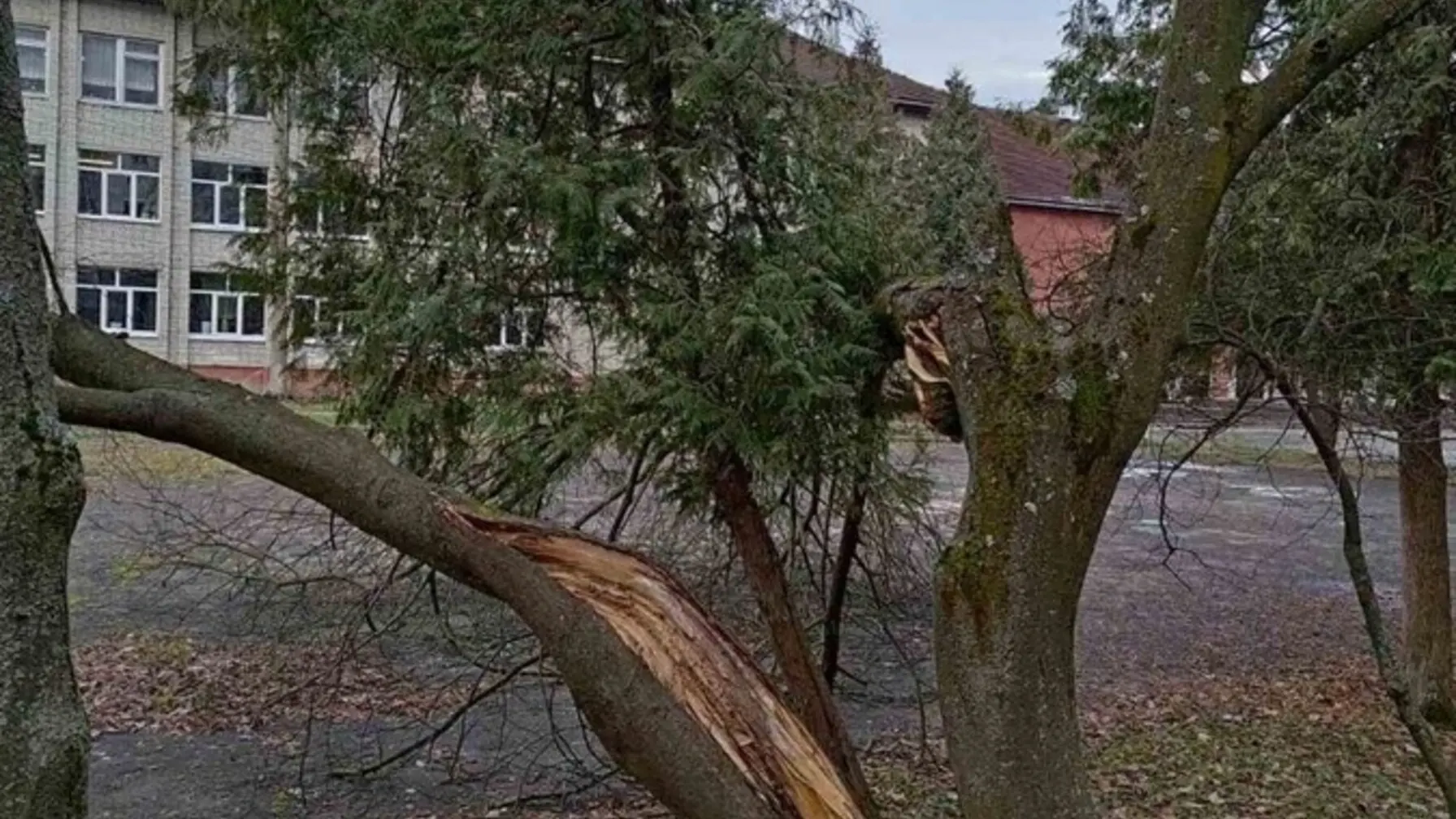 У ЛМР пояснили, чому зрізали дерева у двох львівських парках / фото ЛМР