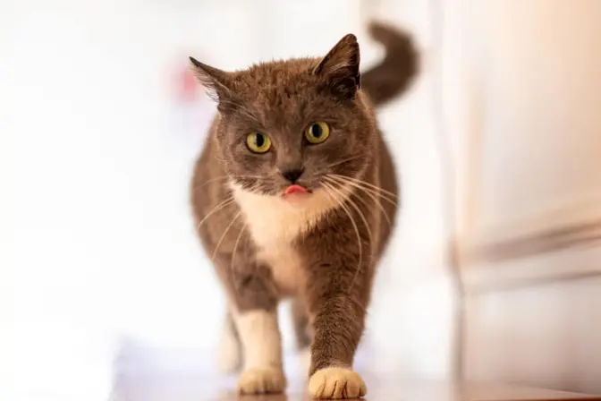 Шість муркотунів з ЛКП «Лев» хочуть додому і на ручки. Фото