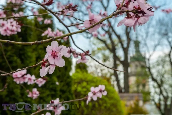 5 місць у Львові, де квітнуть сакури. Фото
