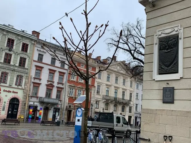 На площі Ринок біля Ратуші висадили алейний рожевоквітний каштан. Фото