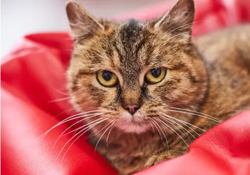 Муркотливі хвостики з ЛКП «Лев» шукають дім. Фото