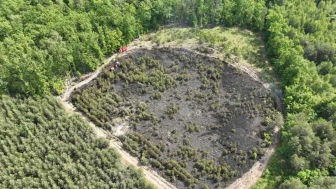 Львівські волонтери висадять новий ліс на місці того, що згорів через падіння «шахеда»