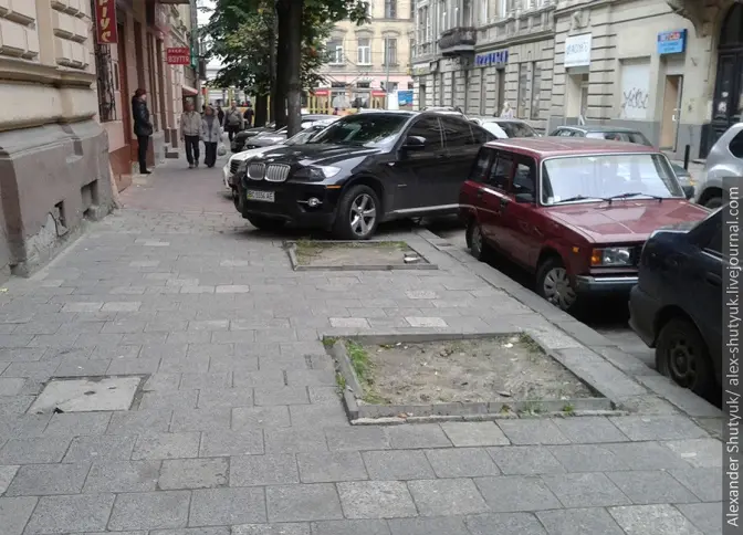 У Львові проводять народну інвентаризацію втрачених дерев. Як долучитись?