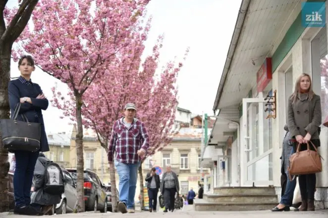Фото дня: у Львові зацвіли сакури