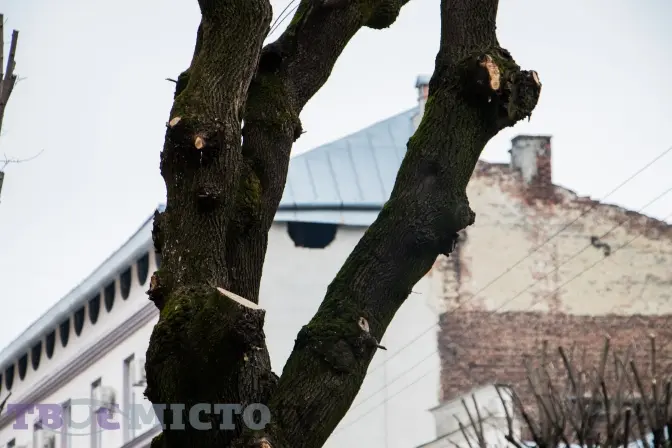 Фото: Петро Ткачишин