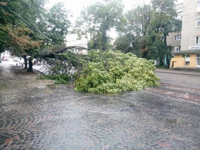 Ситуація на дорогах Львова. На вулиці Шевченка впало дерево