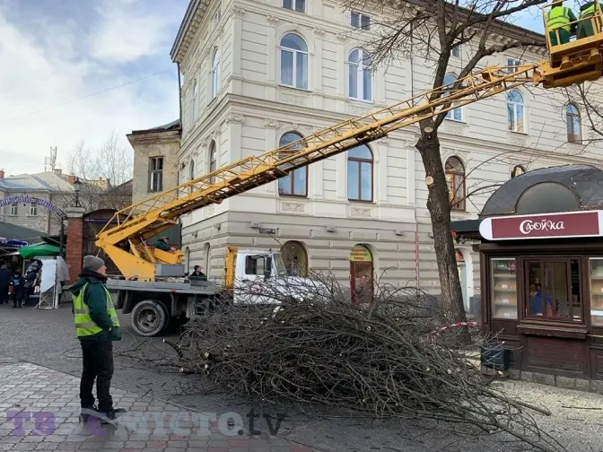 На площі Галицький у Львові зрізали ясени і тополі. Фото