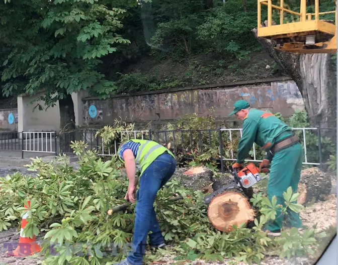 Де у Львові зрізають аварійні дерева. Перелік адрес