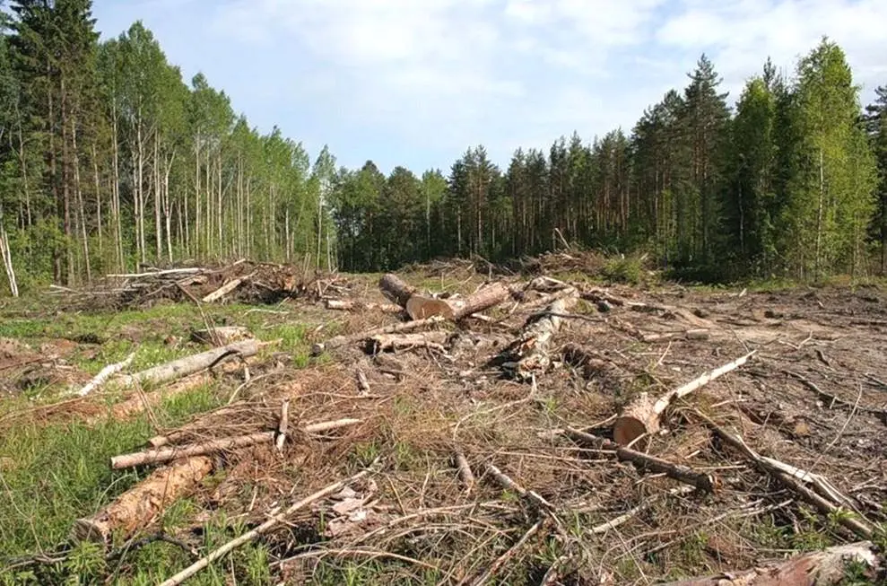 Що спільного між крадіжками лісу і ввезенням «блях»