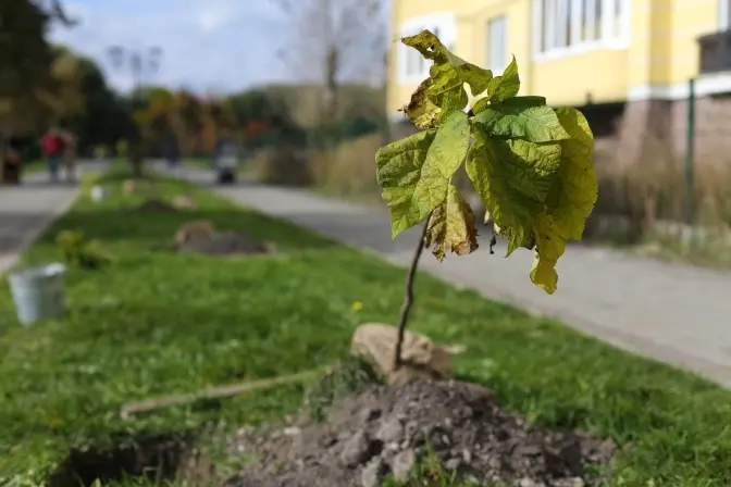 Щоб ліва рука знала, що робить права або Чому Львову потрібен головний садівник