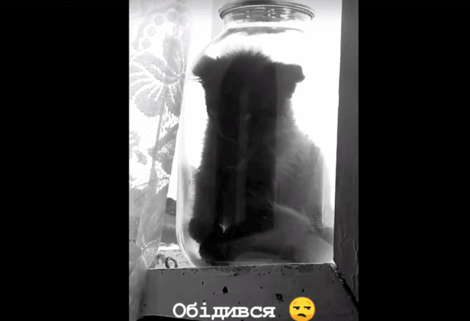 На Львівщині затримали хлопця, який на відео закрив кошеня в банці