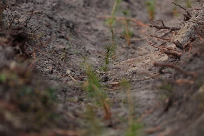 На Львівщині висадили 3 тисячі сіянців в межах всесвітньої екоініціативи