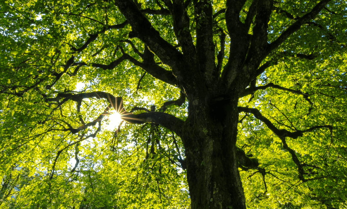 Львів'яни розробили безкоштовний додаток, який допомагає впоратися зі стресом