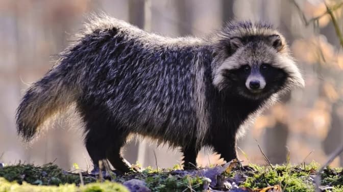 У Чорнобильському заповіднику фотопастка зафіксувала єнотоподібного собаку
