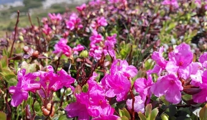 У Карпатах зацвіла червона рута. Фото